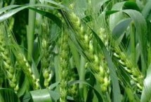 中麦8729小麦栽培技术要点，每亩适宜基本苗20～22万