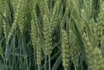 审定信息，全生育期为230.2天