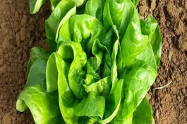 奶油生菜阳台种植方法，叶子呈卵圆形