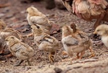 雏鸡怎么分辨公母，要灵活调整温湿度、光照、通风