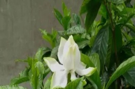什么品种的栀子花好养,黄栀子花是最好养的
