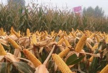 杰农628玉米栽培技术要点，用颗粒剂或赤眼蜂防治玉米螟