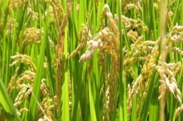 晶两优5438水稻栽培技术要点，籼型两系杂交水稻品种