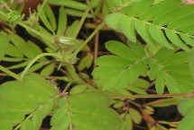 含羞草有哪些常见的品种，适合在温暖湿润且阳光充足的环境中生长