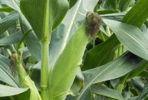 禾盛209玉米栽培技术要点，4月上中旬～5月上旬播种