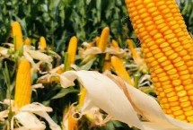 禾育203玉米栽培技术要点，中抗大斑病