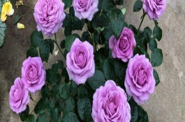 月季花苞发黄掉落是怎么回事，根据引发原因采取针对性措施