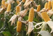 国瑞188玉米栽培技术要点，每亩种植密度5500株左右