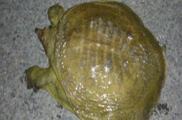 甲鱼咬人怎么处理，因为甲鱼脾气暴躁且害怕人类