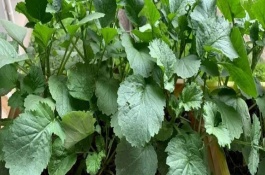 盆栽蔬菜有哪些，应选择矮生型品种