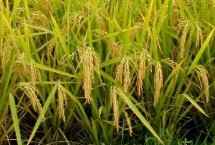 品香优620水稻栽培技术要点，该品种基部叶叶鞘绿色