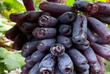 十种有前景的作物，种植树莓可连续多年挂果