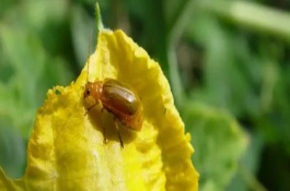 越冬温室黄瓜的主要病虫害，在4月份可将草木灰撒在瓜苗之上