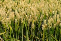 鲁研373小麦栽培技术要点，全生育期232天