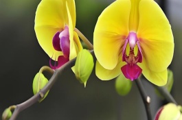 蝴蝶兰灰霉病的症状，使用透气、保肥的基质可降低发病几率