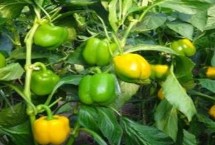 甜椒连续坐果的方法，种植前需晒种