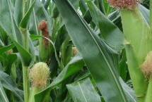 锦润018玉米栽培技术要点，中抗茎腐病