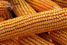 DF20玉米栽培技术要点，适宜播期4月下旬至5月上旬