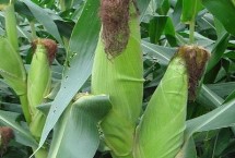 铁穗3188玉米栽培技术要点，密度4000株/亩左右