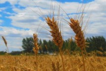 兰德麦856小麦栽培技术要点，该品种属半冬性中熟品种