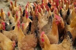 散养土鸡吃什么下蛋多，可以采取剪冠的方式