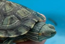 小乌龟眼睛有一层白膜怎么办，要及时发现及时治疗便不会死