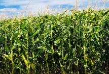 金糯165玉米栽培技术要点，该品种幼苗期第一叶鞘紫色