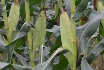 吉农大8899玉米栽培技术要点，密度6000株/亩左右