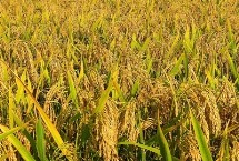 麟两优华占水稻栽培技术要点，每亩有效穗数16.3万穗