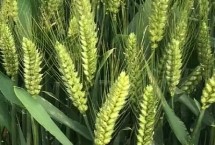 辐照168小麦栽培技术要点，该品种属半冬性中熟品种