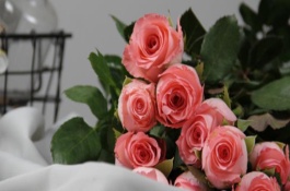 三朵粉玫瑰加满天星的寓意，所代表的含义随着赠送时期而发生变化