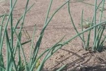 沙葱的简介，亩产量通常有2000斤左右