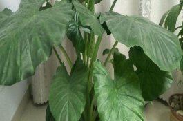 如何让滴水观音叶子变绿，适合生长在湿润的环境中