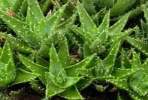 可食用的芦荟品种，常见的有库拉索芦荟、中国芦荟等