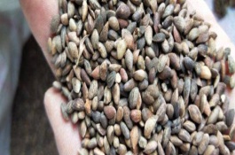 水松种子的采集方法，球果呈倒卵圆形、鳞背近边缘处有三角状锯齿