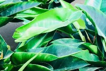 养殖金钻的注意事项，可能是浇水、光照不当导致的