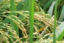 育龙51水稻栽培技术要点，普通粳稻品种