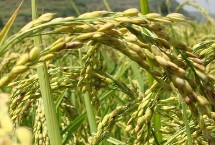 华两优2号水稻栽培技术要点，籼型两系杂交水稻品种