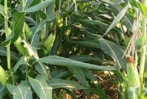 剪玉米头起什么作用，可增产还能将成熟时间提前