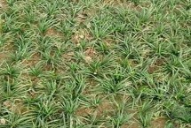 矮麦冬就是玉龙草吗，适宜生长在荫蔽凉爽的环境内