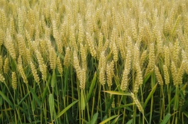 品育8012小麦栽培技术要点，生育期238天