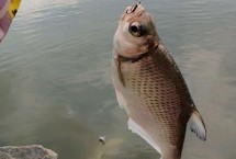 钓鳊鱼适合用几号钩，根据鱼情、水情和季节选用