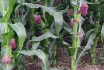 MC876玉米栽培技术要点，中抗穗腐病