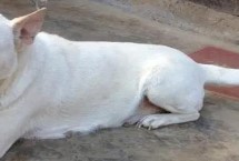 下司犬的捕猎本性，每天只需要喂狗一次食物