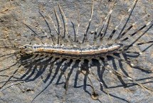 蚰蜒的生活习性，具有毒牙可分泌毒液