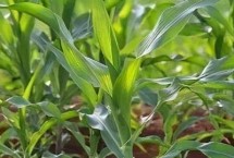 LD5199玉米栽培技术要点，中抗茎腐病