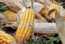 凤田109玉米栽培技术要点，4月下旬－5月上旬播种