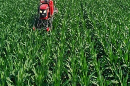 什么时候喷施比较好，通常喷施尿素和磷酸二氢钾