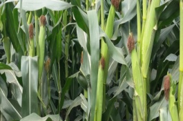 天育101玉米栽培技术要点，适宜播期5月中旬