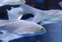 蝴蝶鲤蹭缸是什么情况，首先要治疗它的外伤